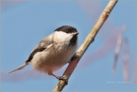 <p>SÝKORA LUŽNÍ (Parus montanus) --- /Willow tit - Weidenmeiase/</p>